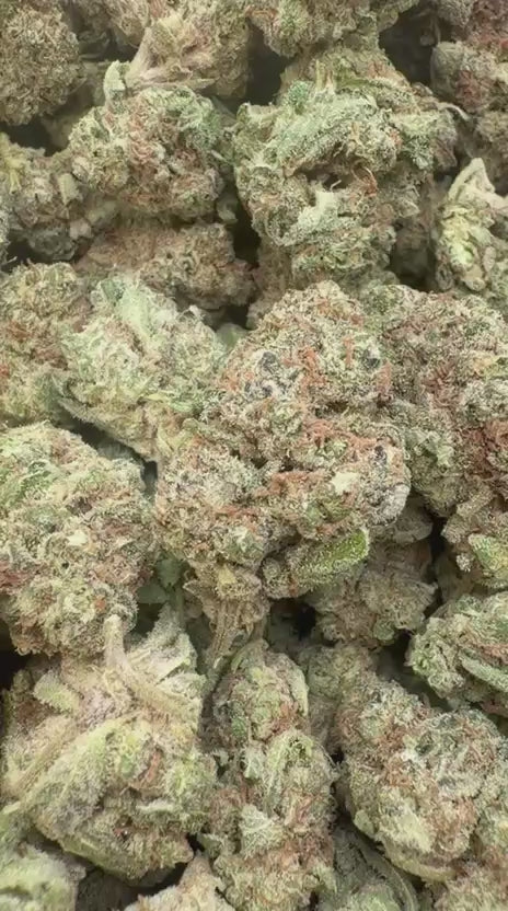 Lions Cake - Bulk - Hybrid