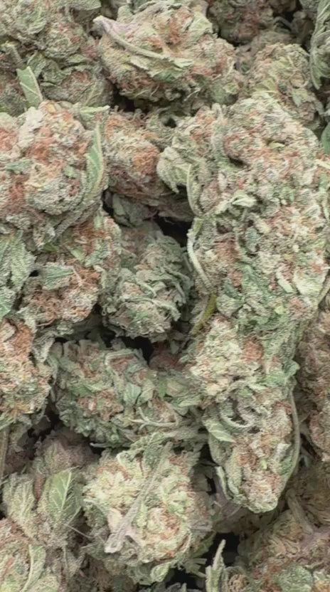 Apple Banana - Bulk - Hybrid
