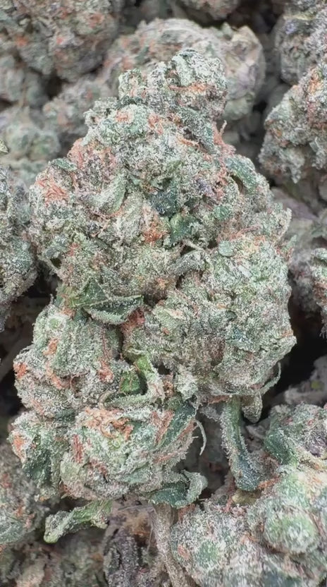Cheetah Piss Indoor - Bulk - Hybrid