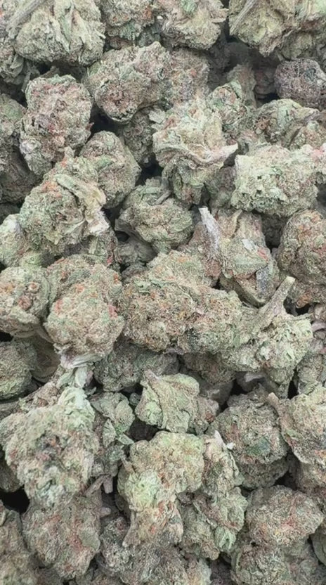 Gelato Kush Minis - Bulk Minis - Indica