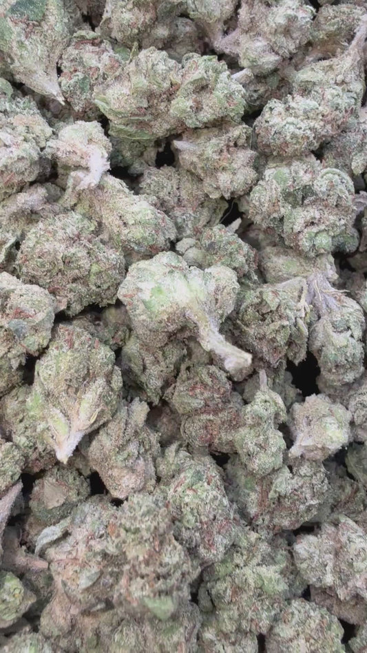 Lemon Kush Minis - Bulk Minis Indoor - Hybrid