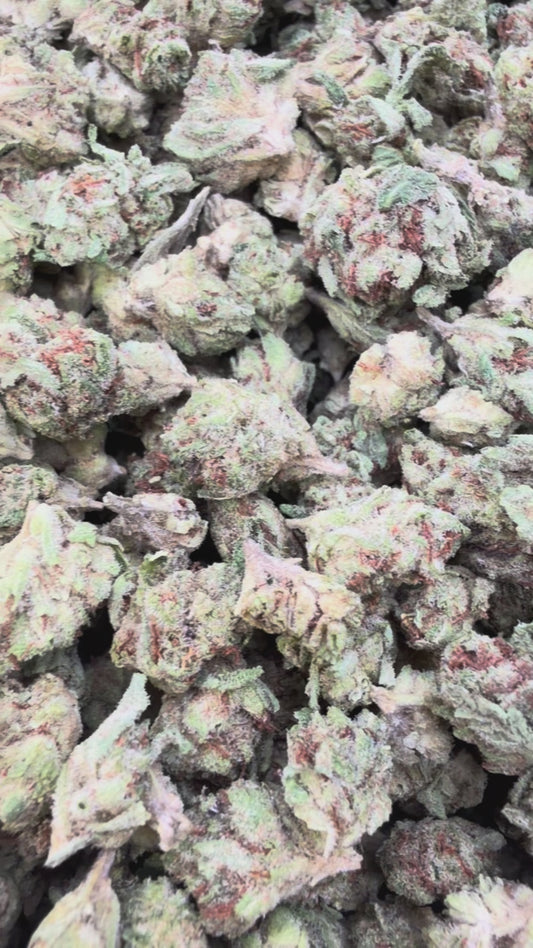 Lemon Sherbs Minis - Bulk Minis - Indica