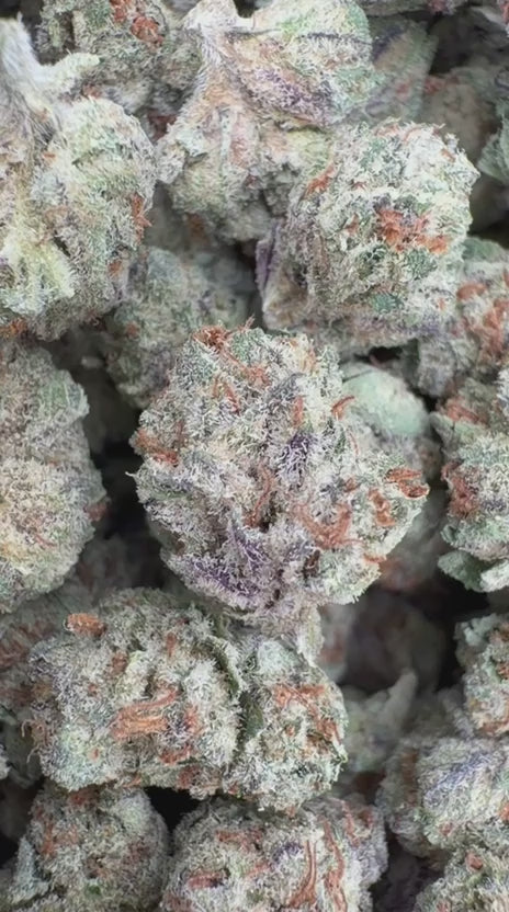 Lemonatti Minis - Bulk Minis - Sativa