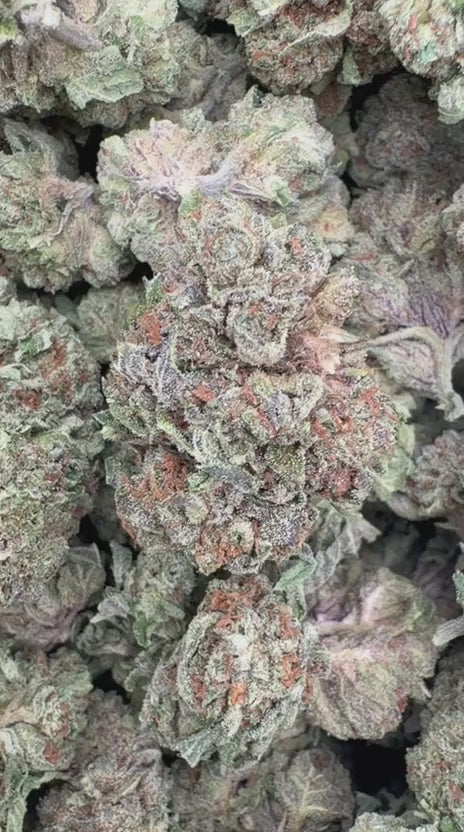 Jokerz - Bulk - Indica