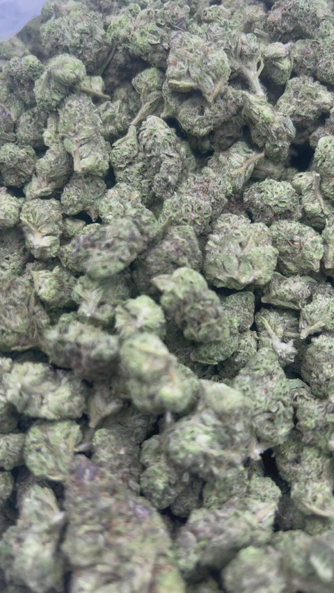 Rainbow Sherbet - Bulk Minis (Hybrid)