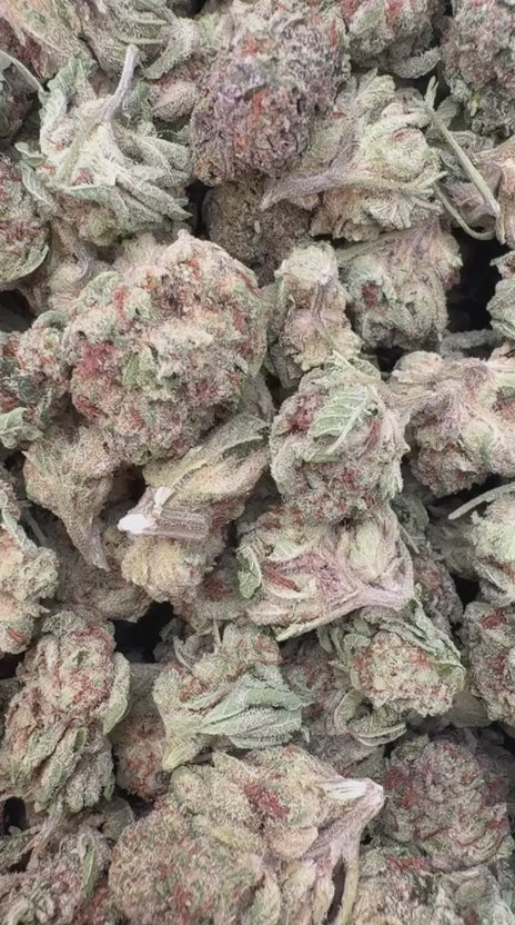 XJ 13 Mediums - Bulk Mediums - Sativa
