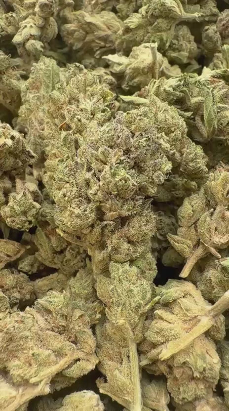 Pineapple Express Mediums - Bulk Mediums - Sativa