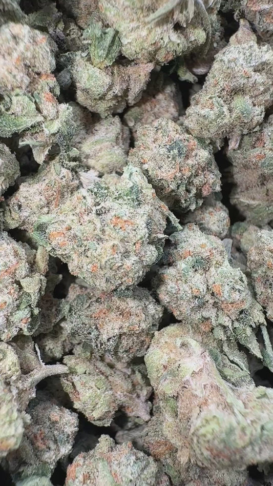 High Society Minis - Bulk Minis - Hybrid