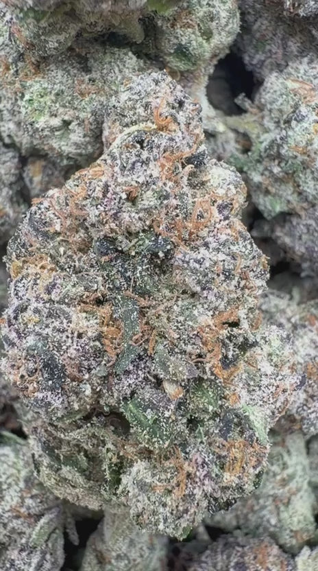 Lemon Cherry Blasters Indoor - Bulk- Hybrid
