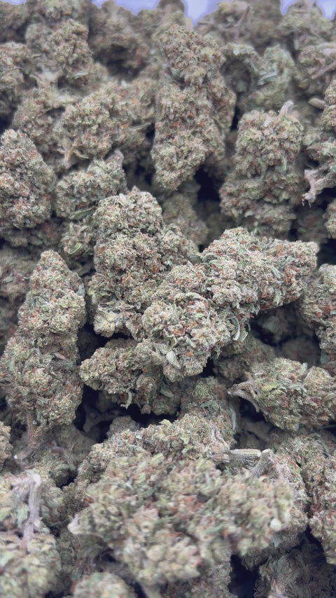 Jack Herrer - Bulk (Sativa)