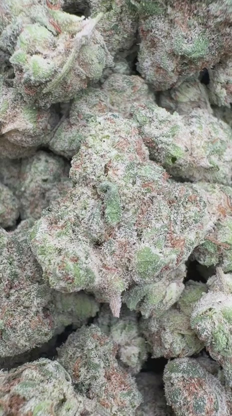 Ghost Train Minis - Bulk Minis - Sativa