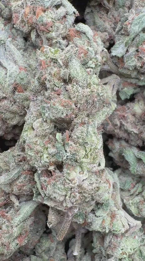 Apple Banana - Bulk - Hybrid