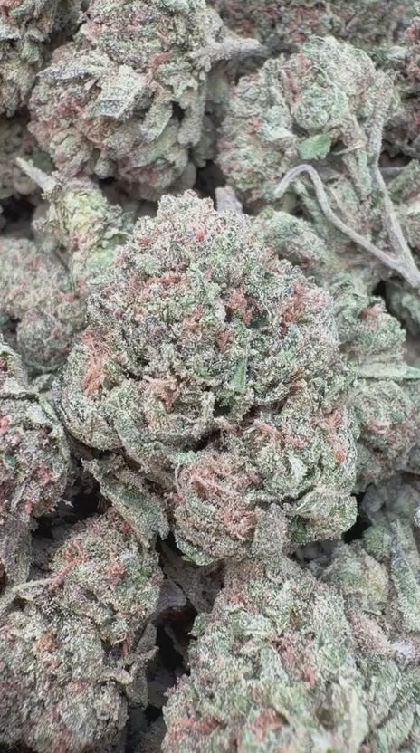 Gelato Kush - Bulk - Indica