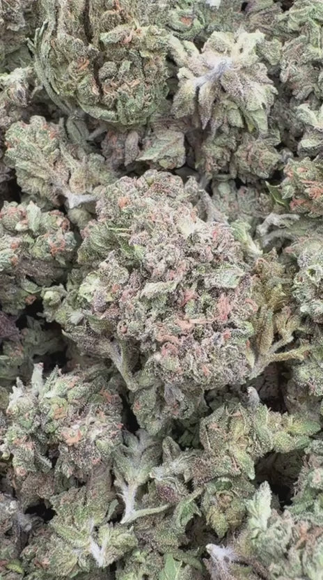 Frozen Peaches Minis - Bulk Minis - Hybrid