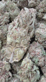 Gorilla Glue - Bulk - Indica