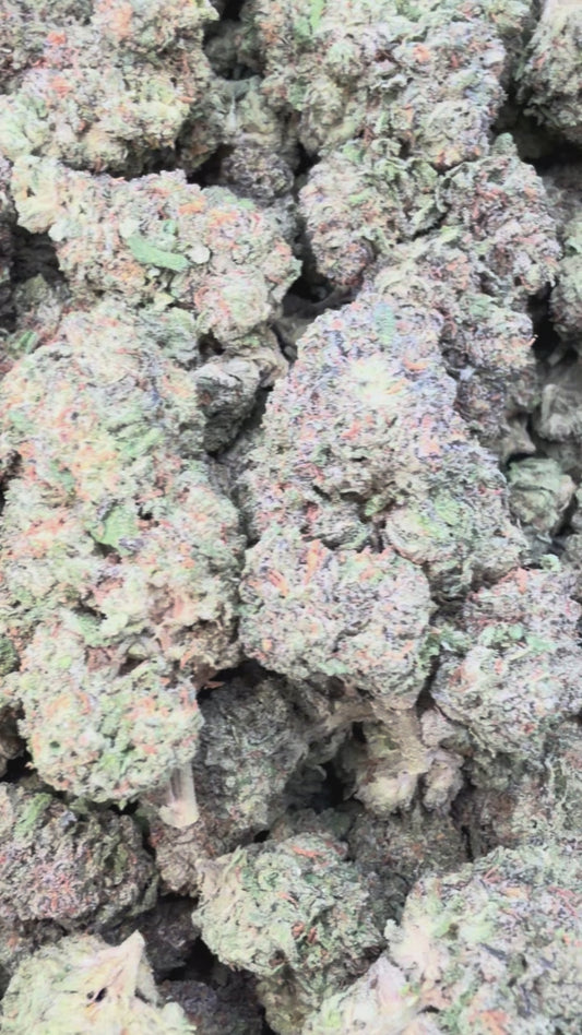 Gelatti - Bulk - Hybrid