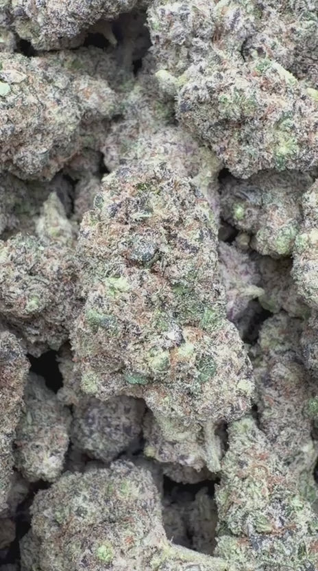 Purple Hindu Indoor - Bulk - Indica