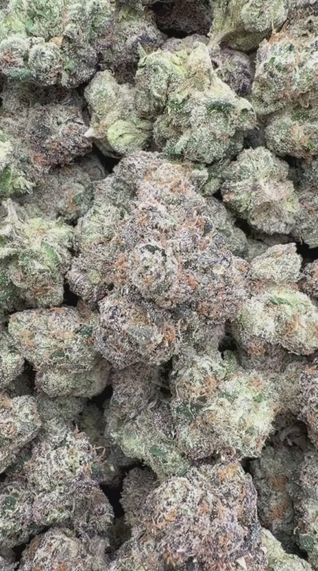 Purple Nerdz Indoor - Bulk - Indica