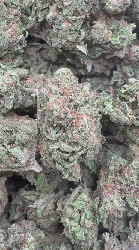 Double Dream - Bulk - Sativa