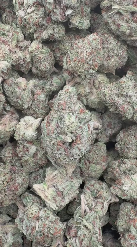 Grease Monkey - Bulk- Indica