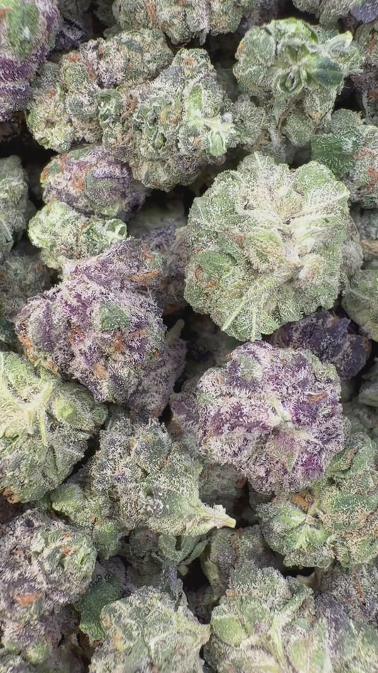 Sherbet & Haze Indoor Minis - Bulk Minis - Sativa