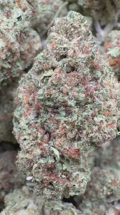 Snowman - Bulk - Hybrid