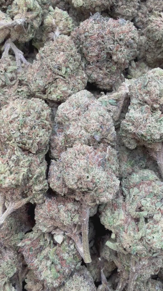 Lemon Sherbs Mediums - Bulk Mediums - Indica