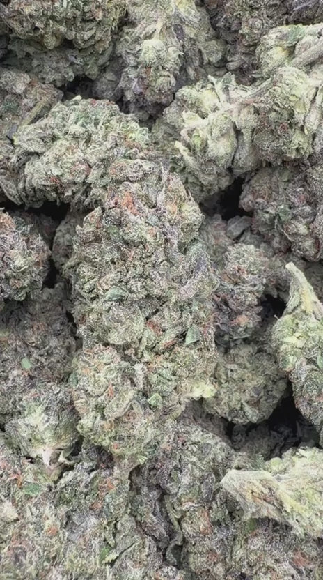 White Gushers - Bulk - Hybrid