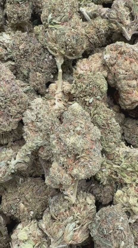 White Rhino - Bulk - Indica