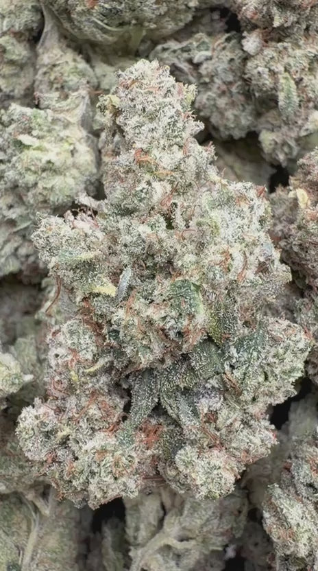 Truffle Indoor - Bulk - Indica