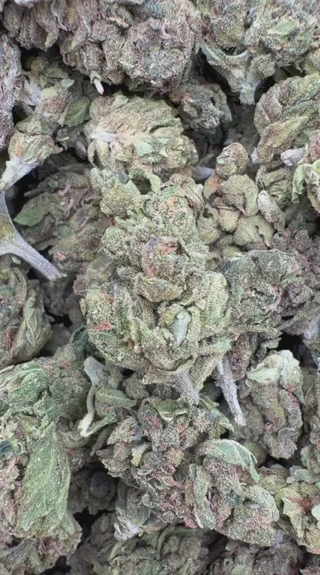 Jungle Gelato Minis - Bulk Minis - Indica