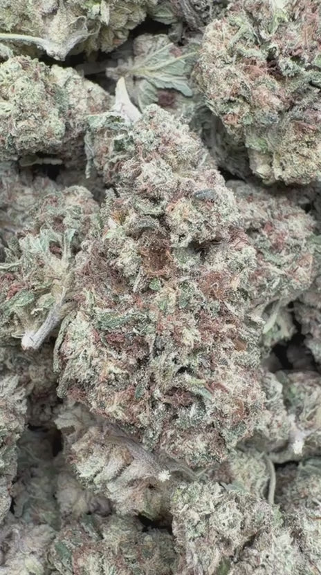 Wedding Crasher - Bulk - Indica