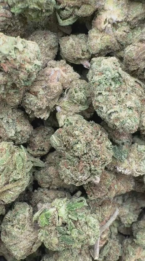 Gruntz Minis - Bulk Minis - Indica