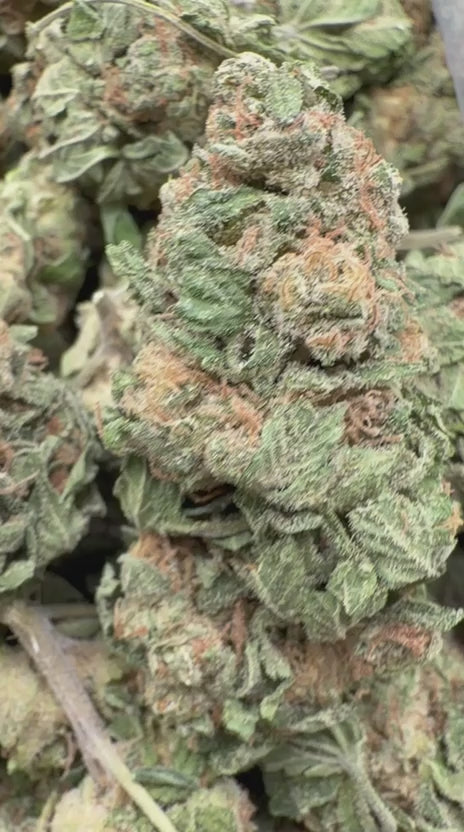 Sour Zkittles - Bulk - Hybrid
