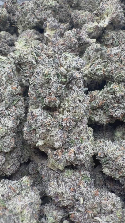 Halle Berry Indoor - Bulk - Hybrid