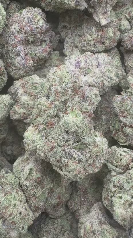 Froot By The Foot Indoor - Bulk - Indica
