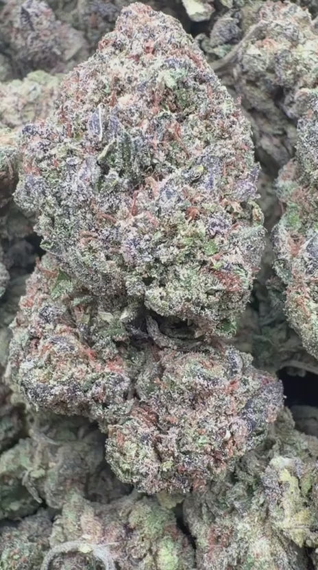 Fidel Runtz - Bulk - Hybrid