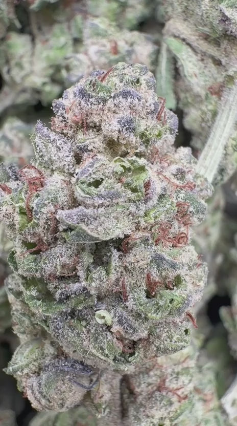 London Pound Cake 97 Minis - Bulk Minis - Indica