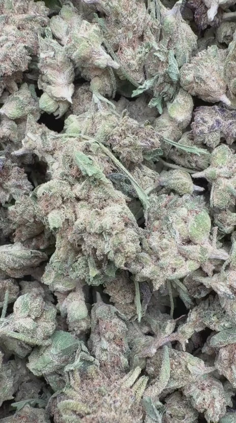 Pinnacle Mintz Minis - Bulk Minis - Indica