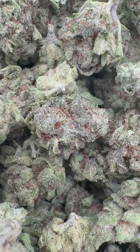 Sunset Sherbet Minis - Bulk Minis - Indica