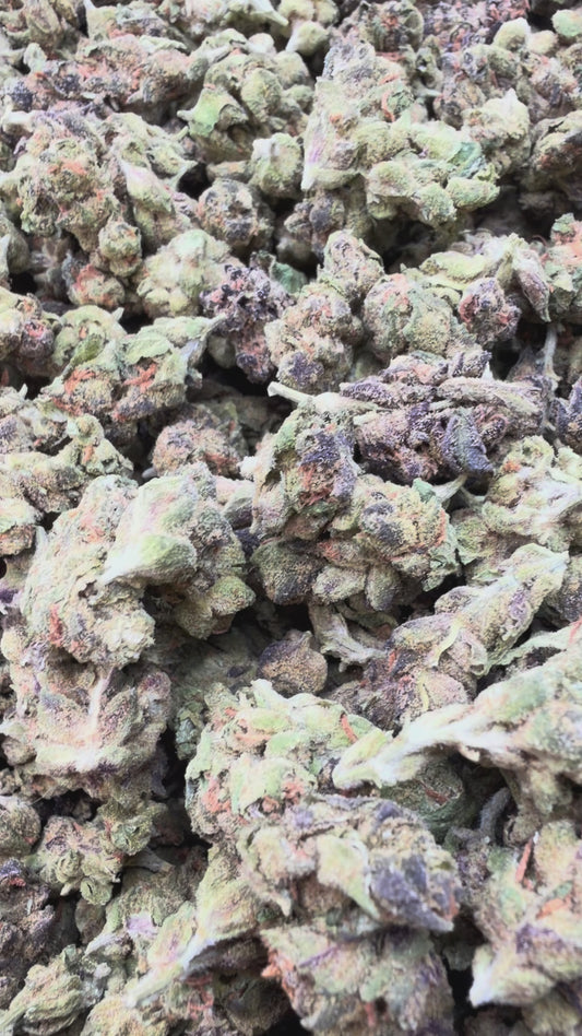 Winter Breath Minis - Bulk Minis - Hybrid