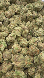 Gelato 41 Minis - Bulk Minis - Hybrid