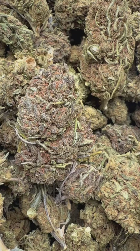 Purple Kush - Bulk - Indica