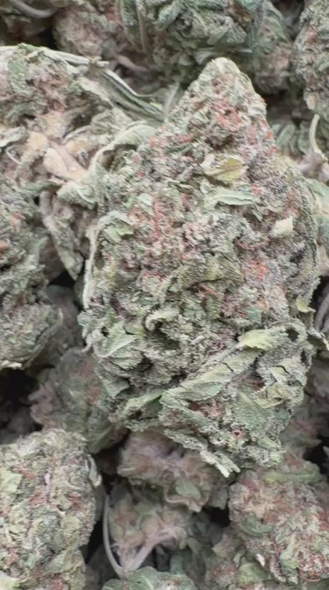 Kush Mintz - Bulk - Hybrid