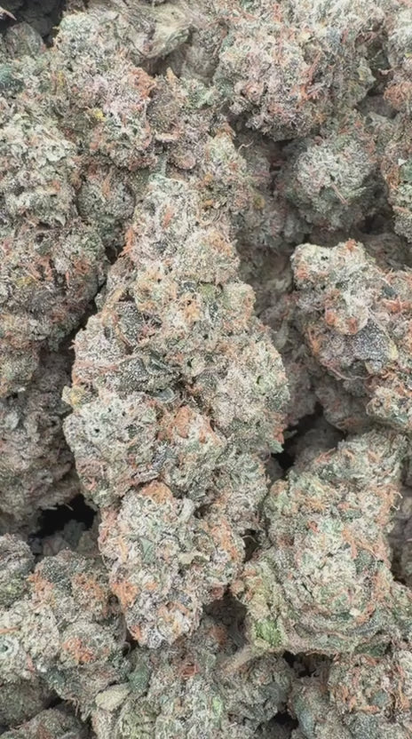 Toad Venom Indoor - Bulk - Hybrid