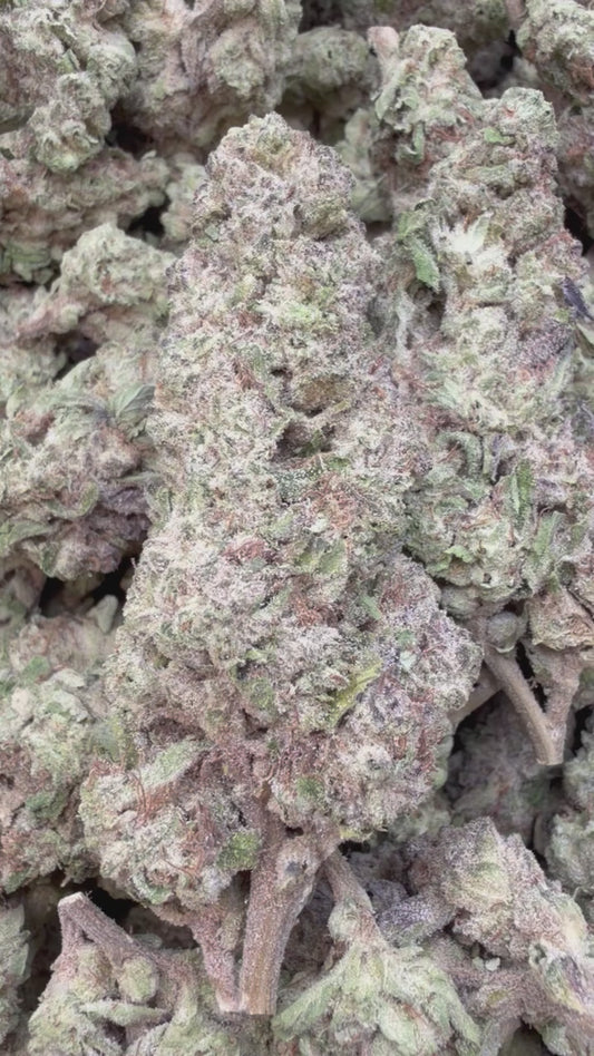 Berry White - Bulk - Hybrid