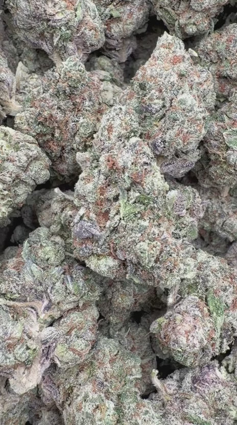 Glitterati Indoor - Bulk - Indica