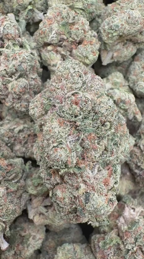 High Society - Bulk - Hybrid
