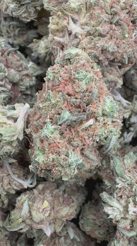 T.I.T.S. - Bulk - Hybrid