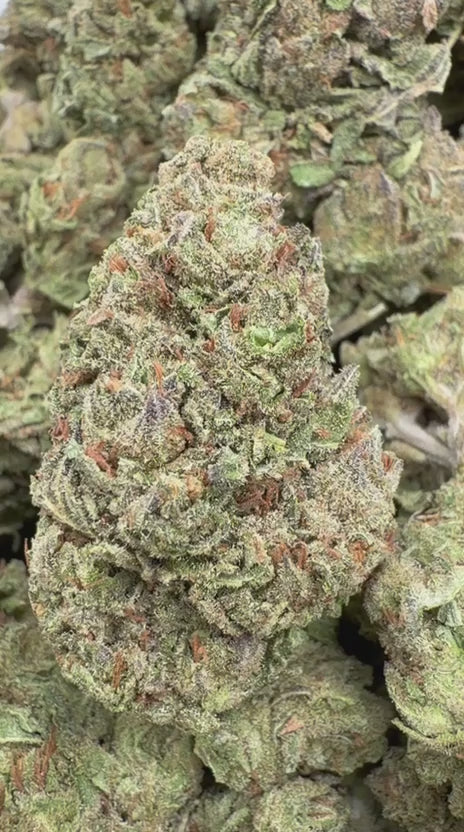 Zkittles x Mochi - Bulk - Hybrid